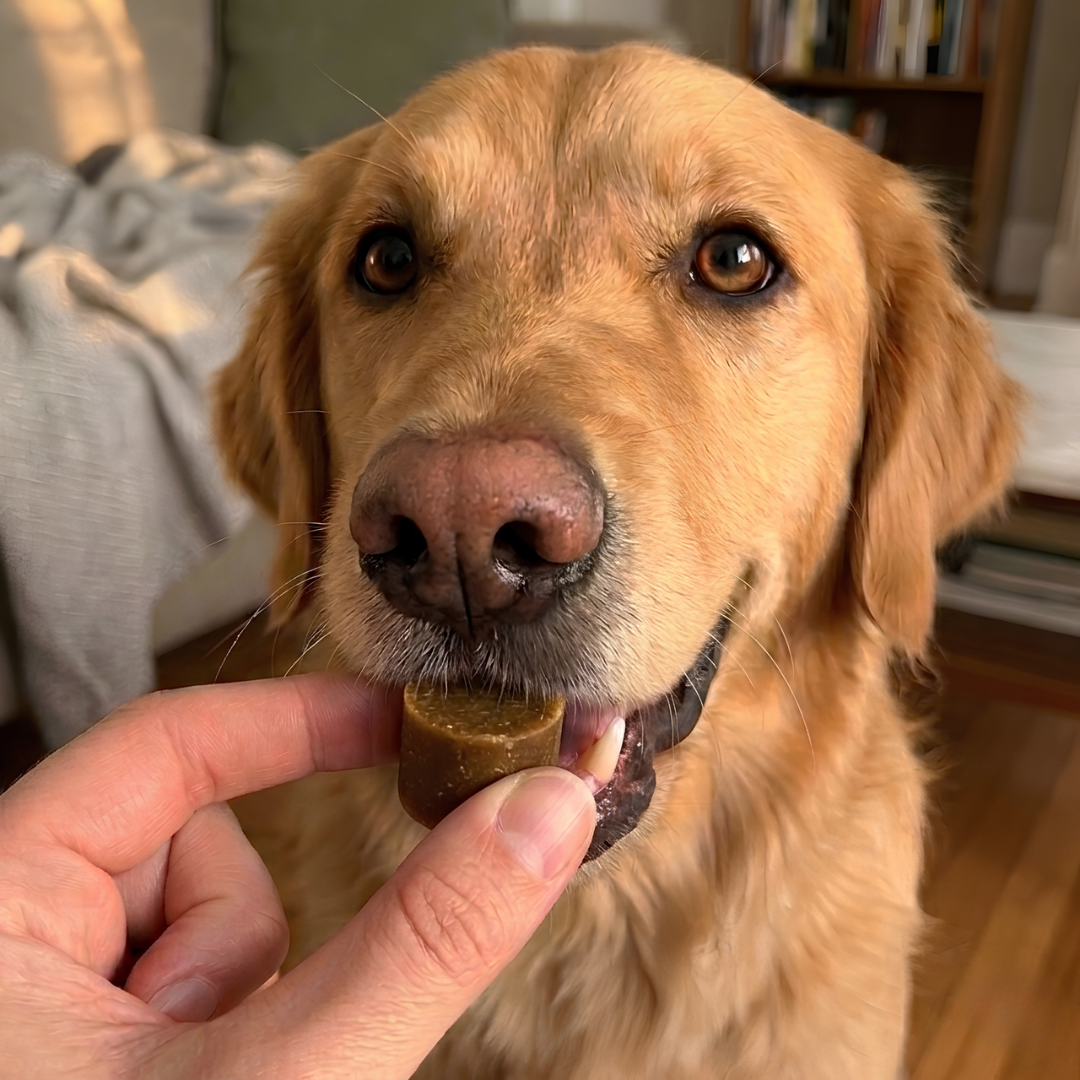 PRACTS Dog Allergy & Immune Supplements-DE